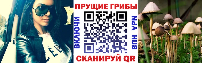 Галлюциногенные грибы Psilocybe  купить наркотики сайты  Крымск 